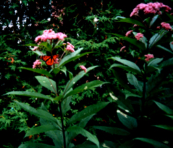 Guelph flowers